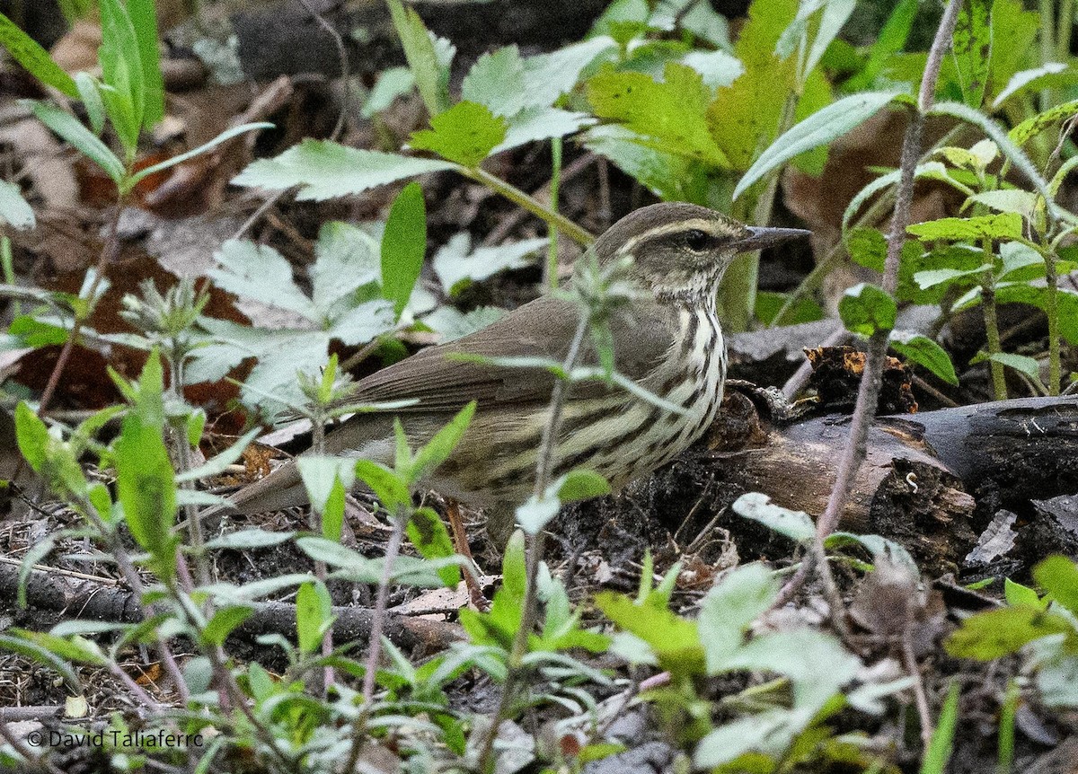 Northern Waterthrush - David Taliaferro