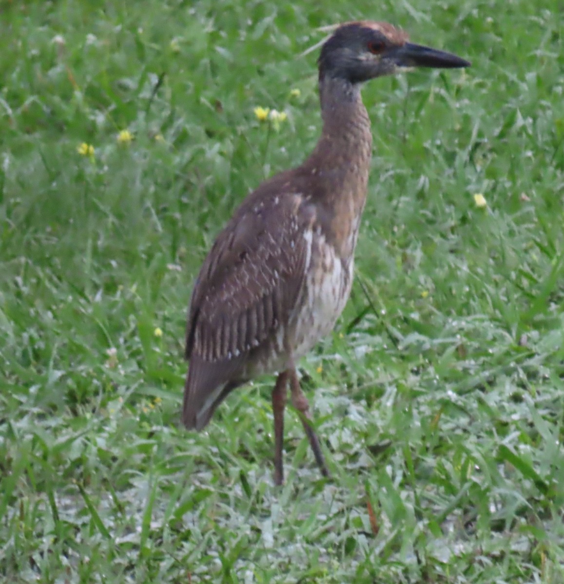 Yellow-crowned Night Heron - Bill Wright_cc