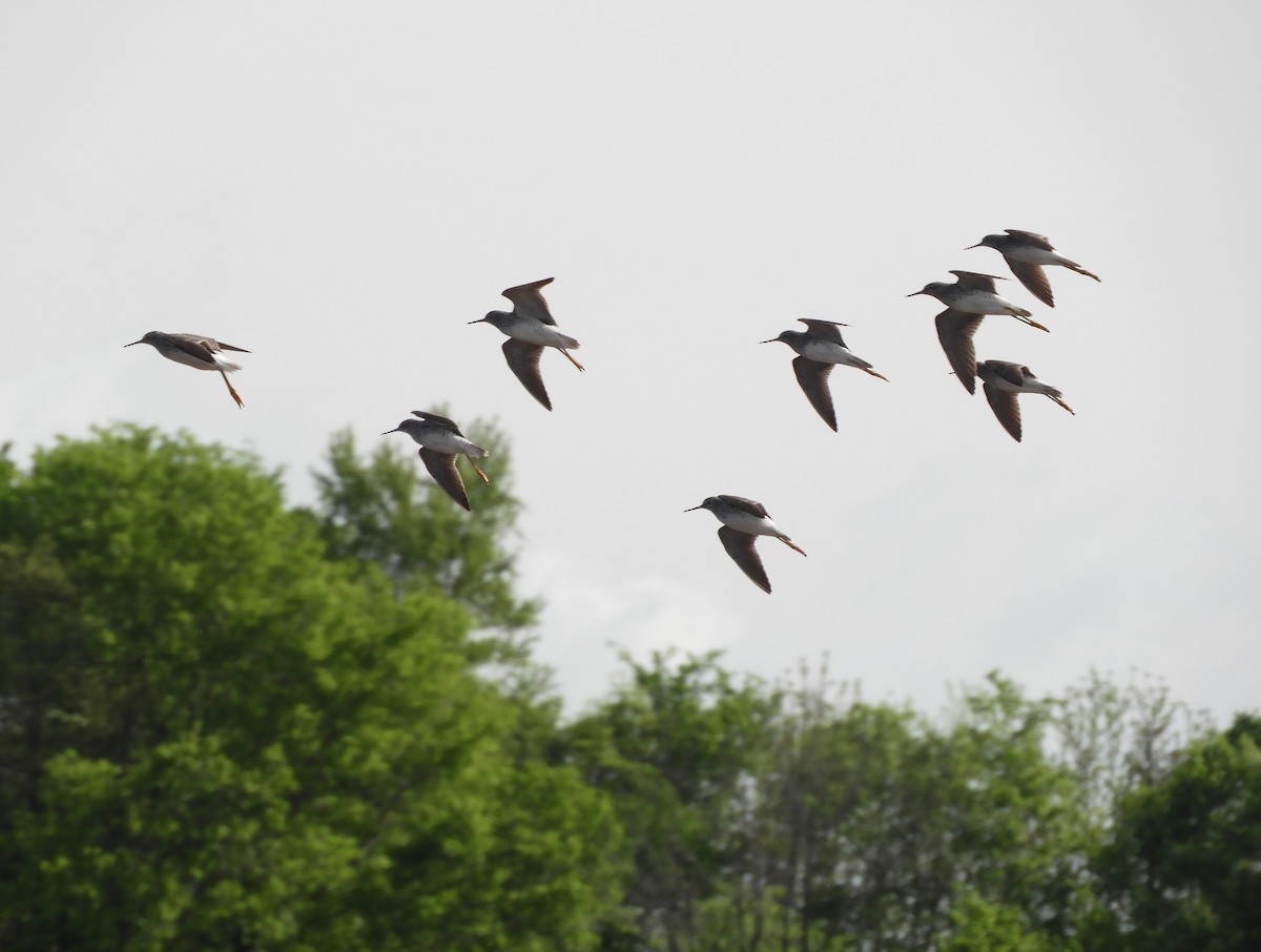 Solitary Sandpiper - ML618164095