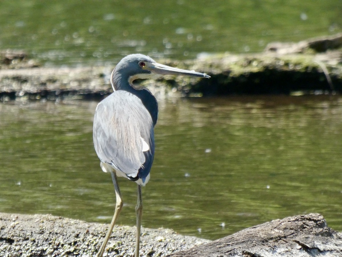 Tricolored Heron - Mark Hammond