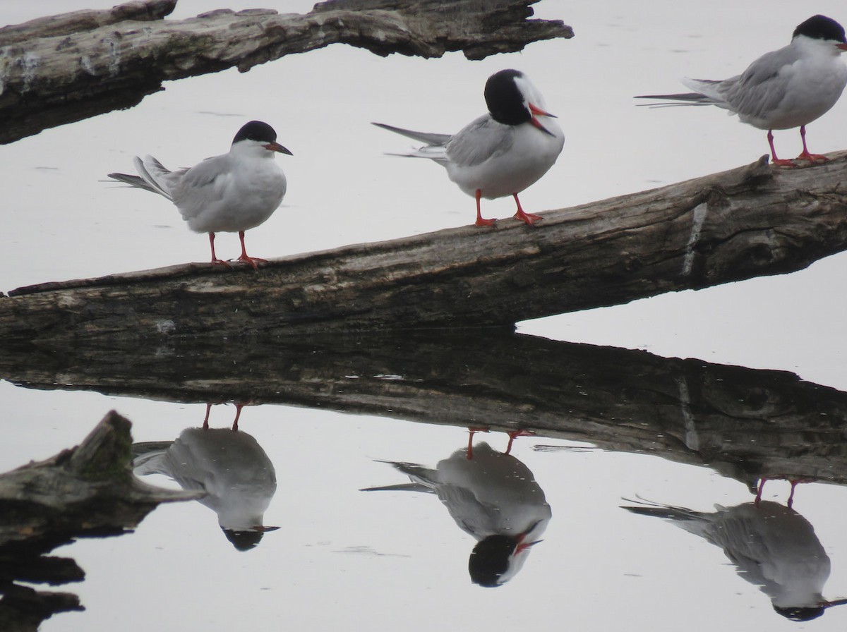 Forster's Tern - ML618164127