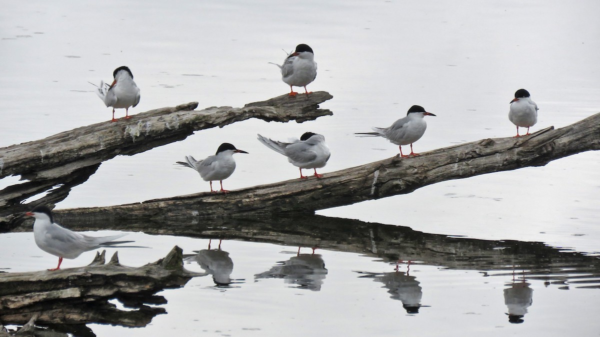 Forster's Tern - ML618164128