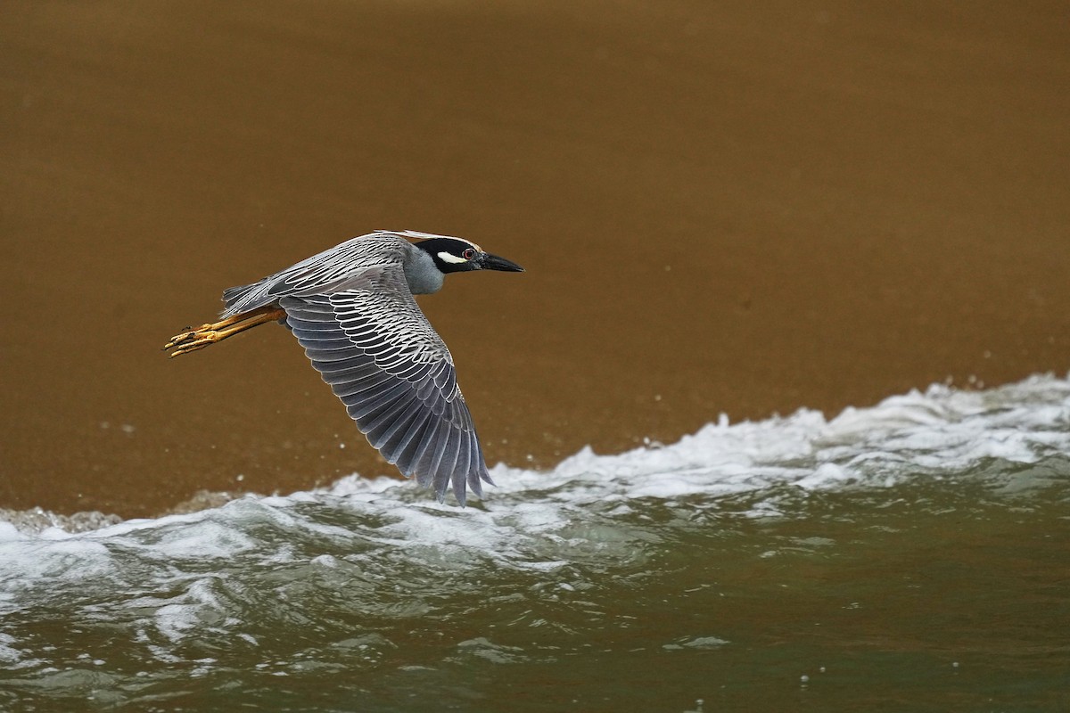 Yellow-crowned Night Heron - Alan Lenk