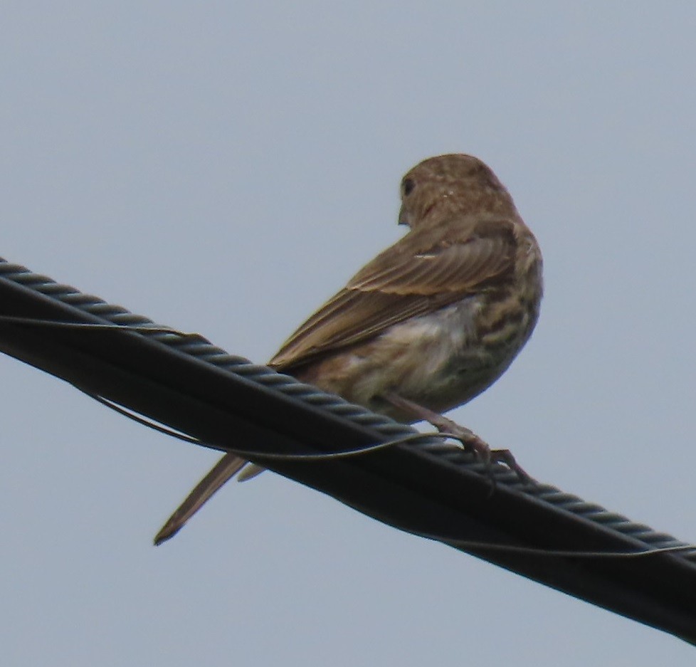 House Finch - Bill Wright_cc