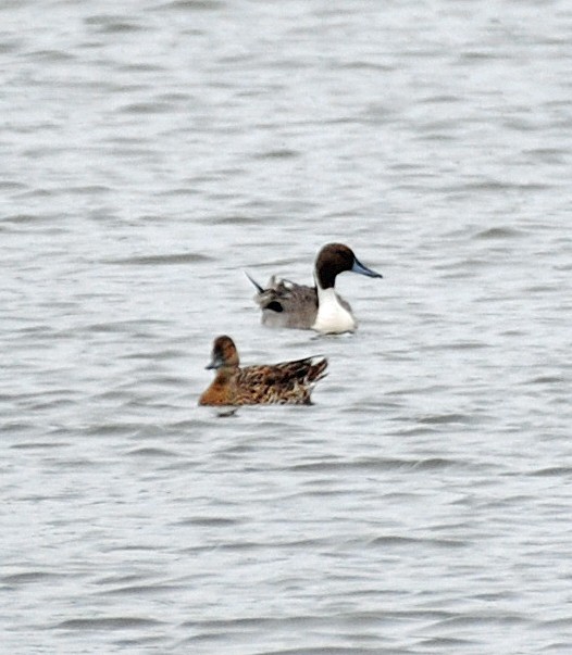 Northern Pintail - R DeYoung