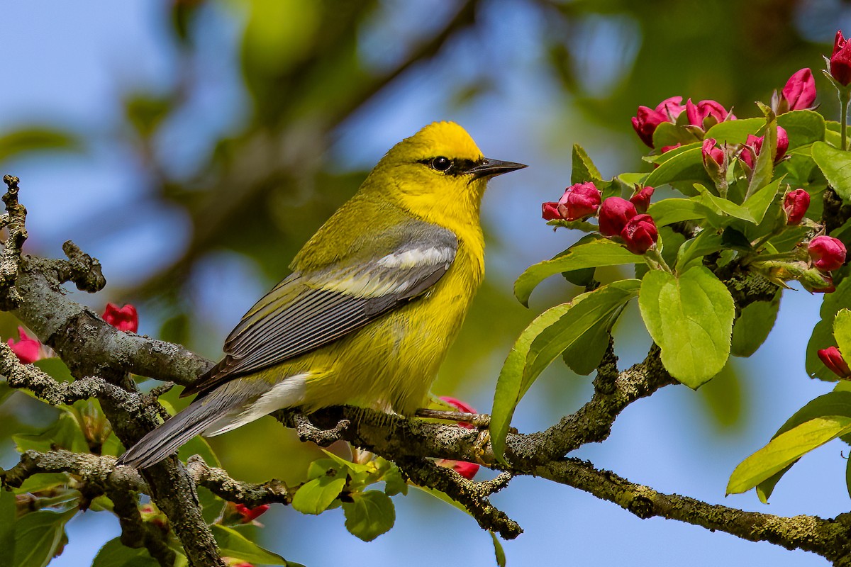 Blue-winged Warbler - Chris S. Wood