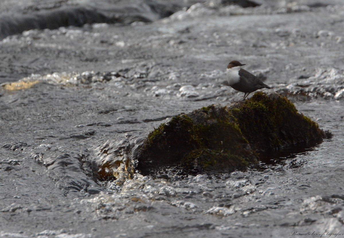 White-throated Dipper - Rasmus Olsson