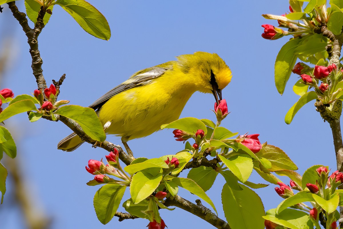 Blue-winged Warbler - Chris S. Wood