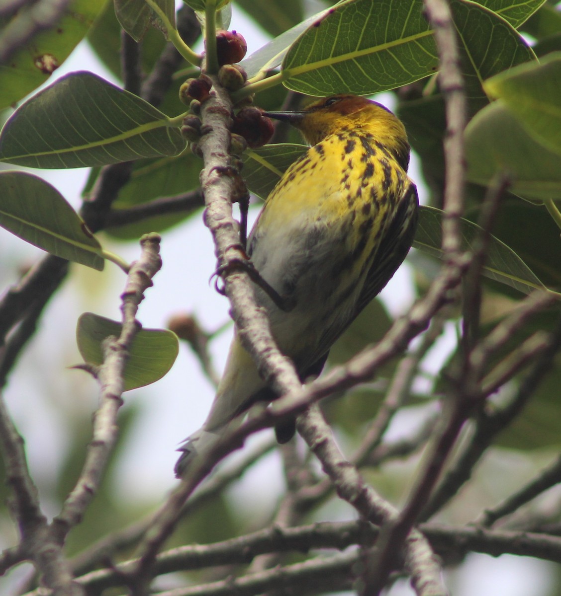 Cape May Warbler - Anna Nesterovich