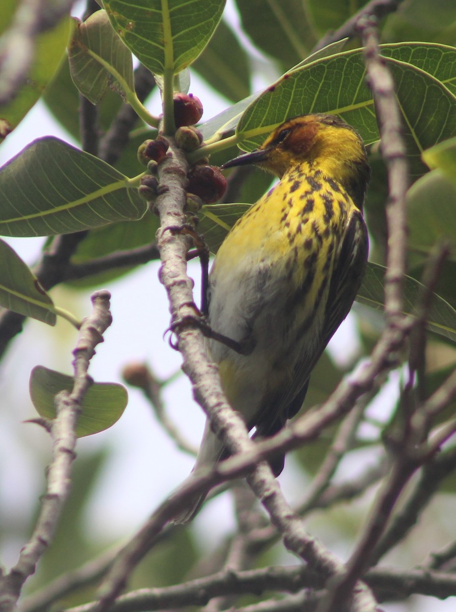 Cape May Warbler - Anna Nesterovich