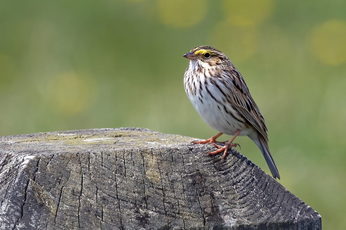 Savannah Sparrow - Chris S. Wood