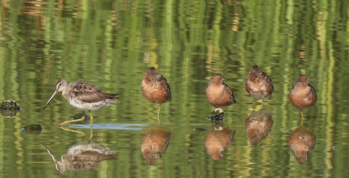 Long-billed Dowitcher - ML618164263