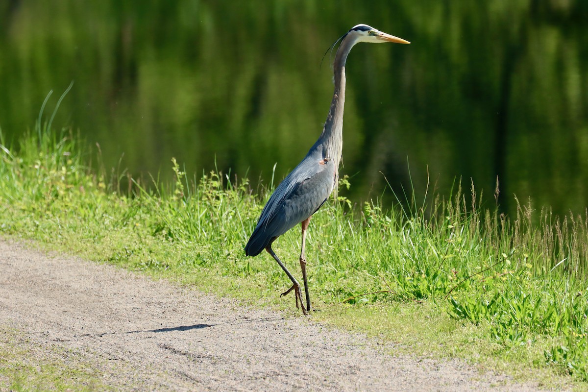 Great Blue Heron - Jack Hagan