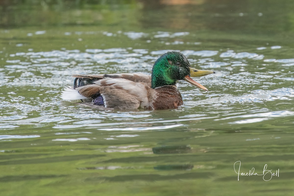 Mallard - Imelda Bell