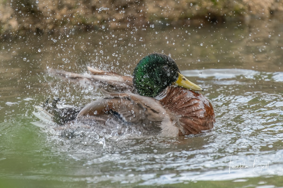 Mallard - Imelda Bell