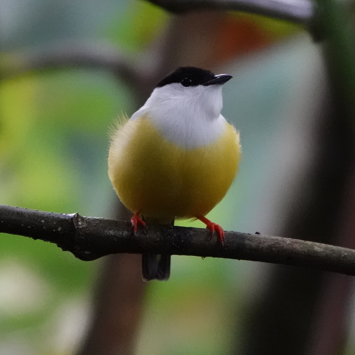 White-collared Manakin - Jana Lagan