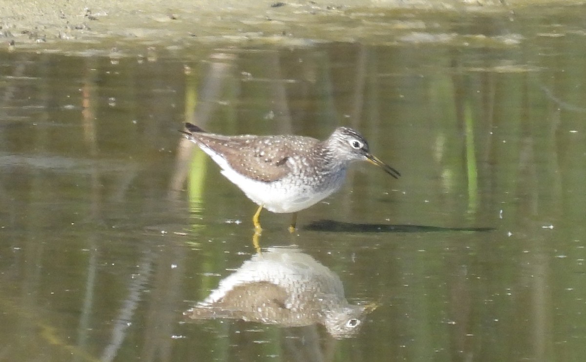 Solitary Sandpiper - ML618164289