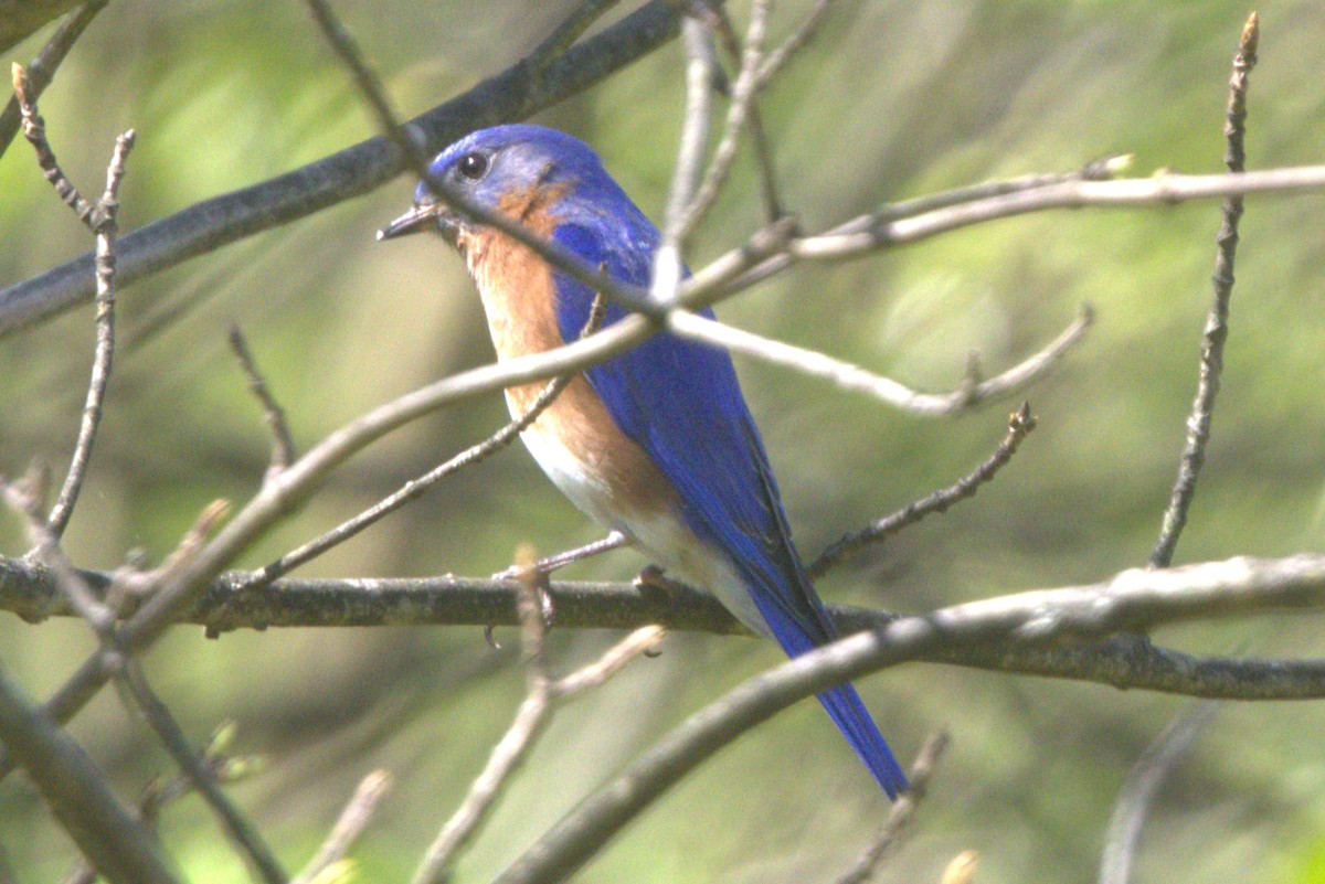 Eastern Bluebird - David Bennett