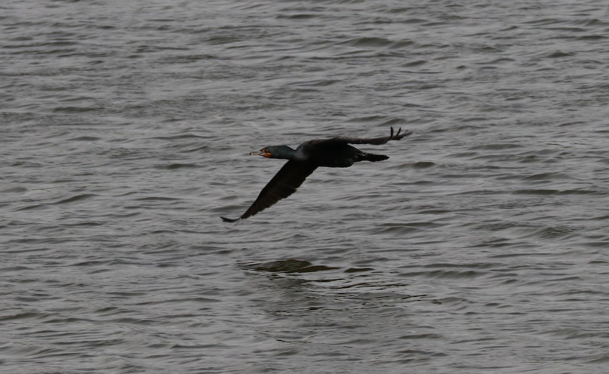 Double-crested Cormorant - Susan Szeszol