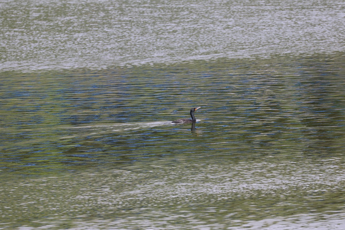 Double-crested Cormorant - Susan Szeszol