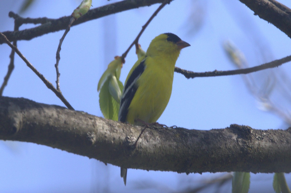 American Goldfinch - David Bennett