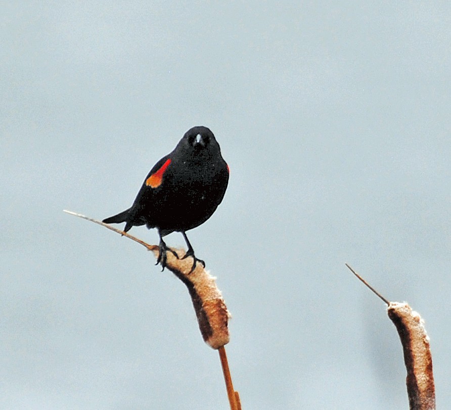 Red-winged Blackbird - ML618164314