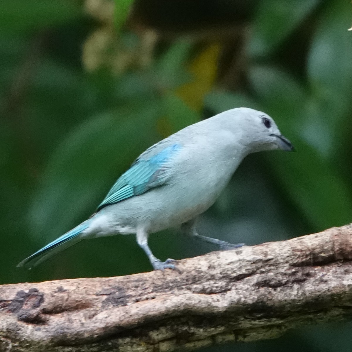 Blue-gray Tanager - Jana Lagan