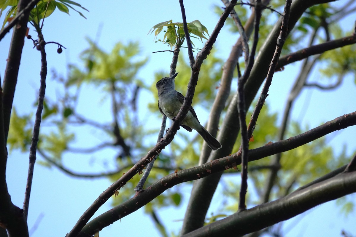 Dusky-capped Flycatcher - Betty Beckham