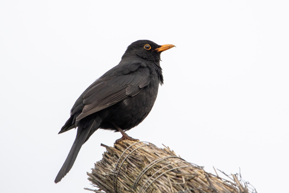 Eurasian Blackbird - ML618164374