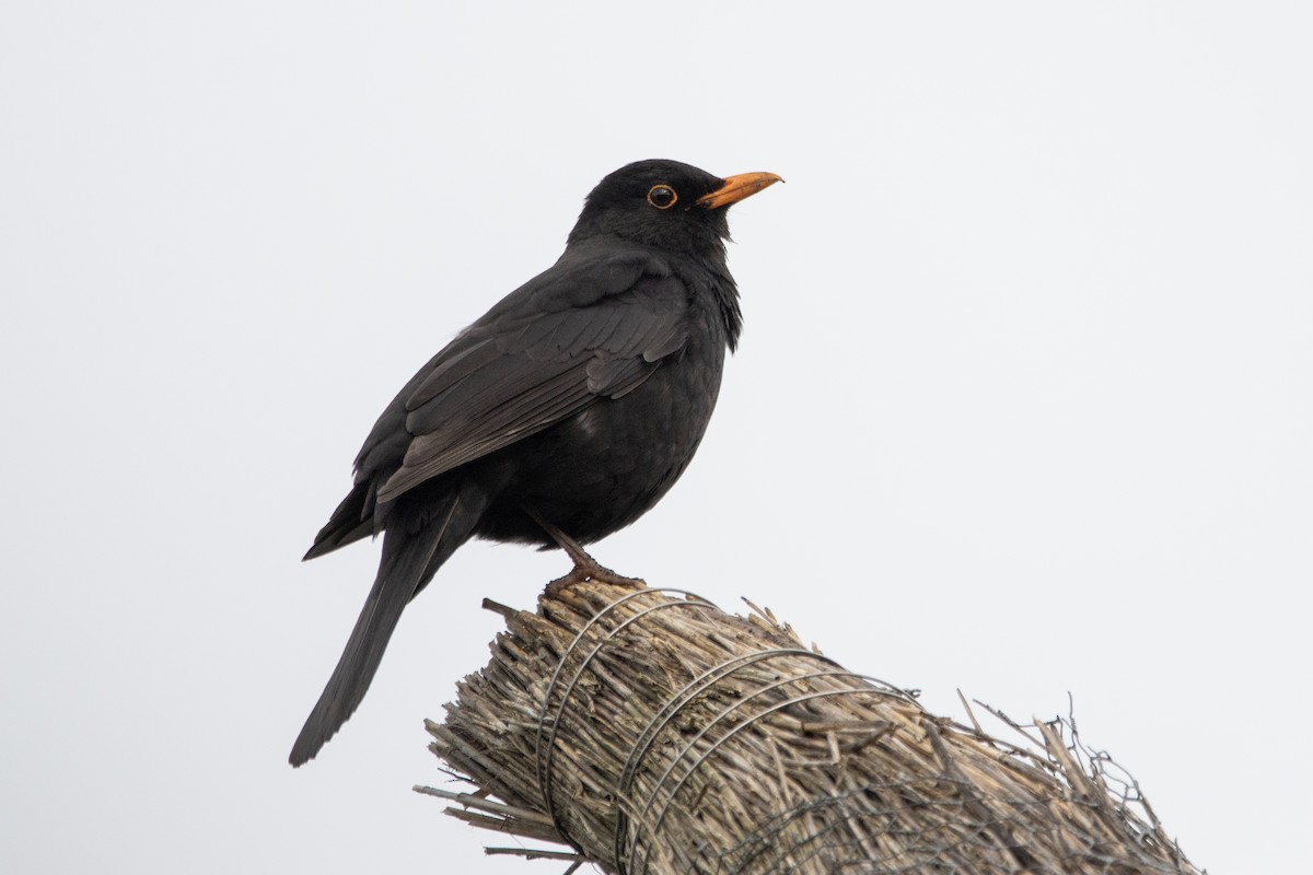 Eurasian Blackbird - ML618164375