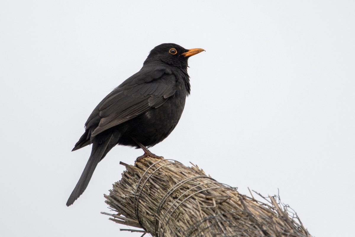 Eurasian Blackbird - ML618164376