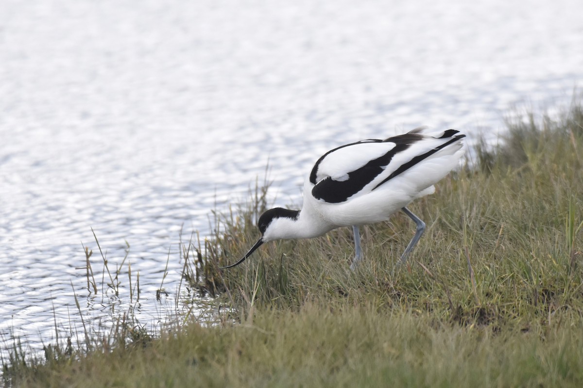 Pied Avocet - Lukasz Pulawski