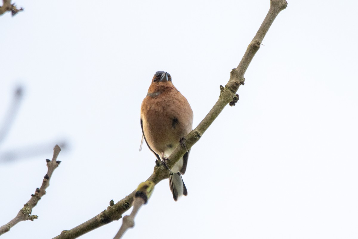 Common Chaffinch - ML618164388