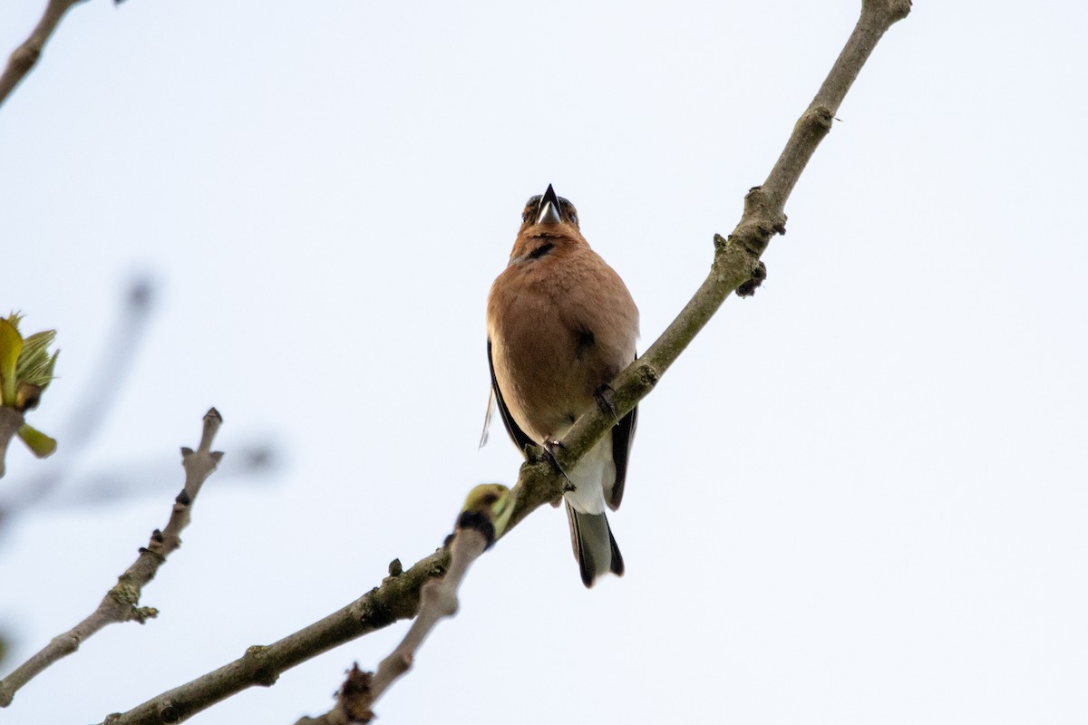 Common Chaffinch - ML618164389