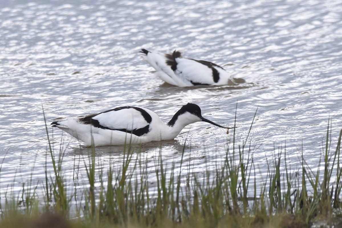 Pied Avocet - Lukasz Pulawski