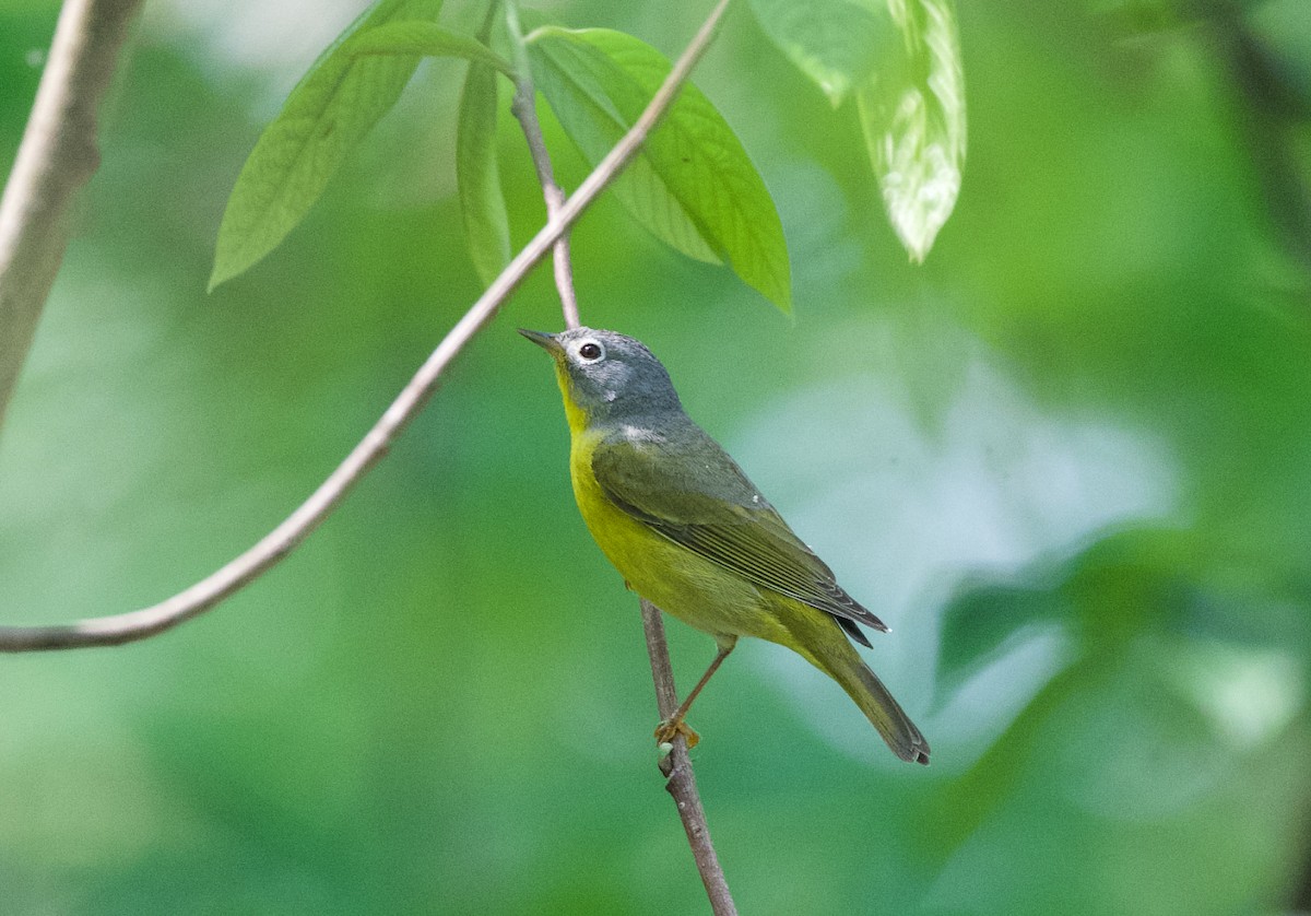 Rubinfleck-Waldsänger - ML618164392