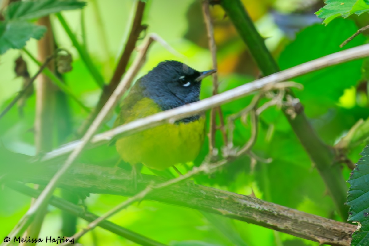 MacGillivray's Warbler - ML618164425