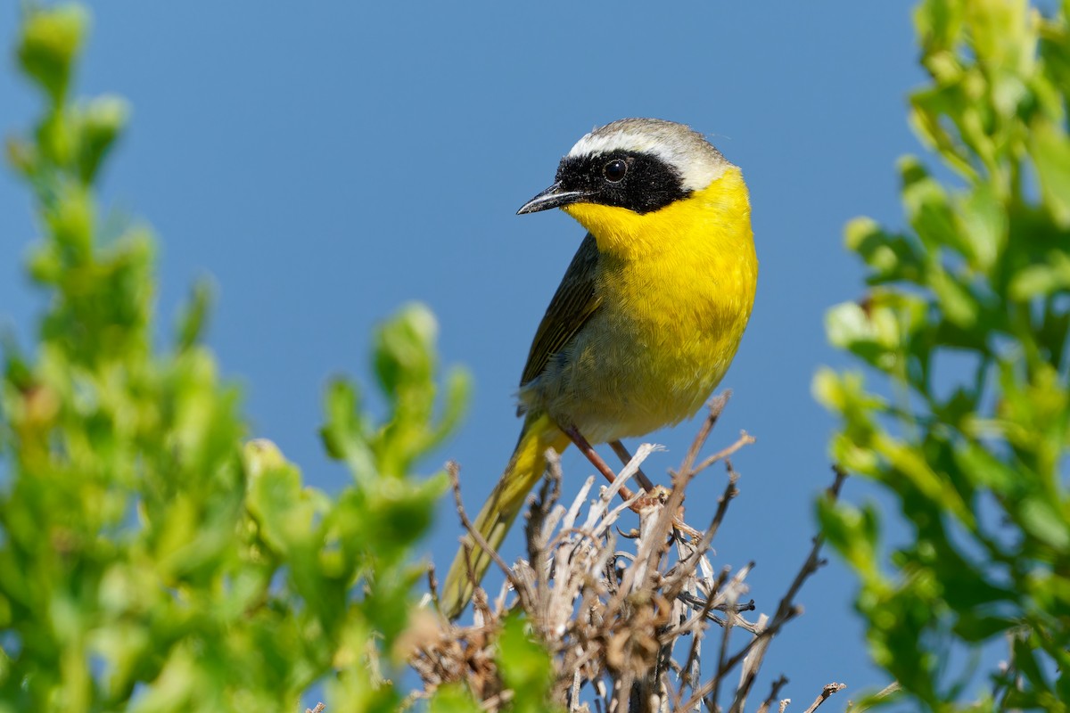 Common Yellowthroat - Jonathan Casanova