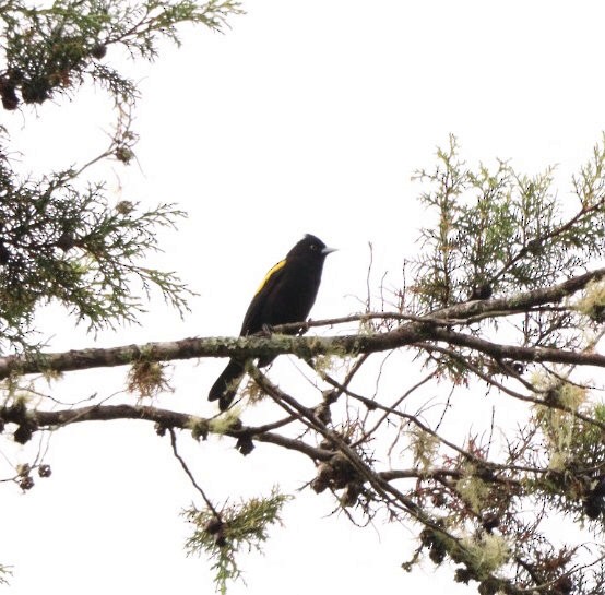 Golden-winged Cacique - Rubélio Souza