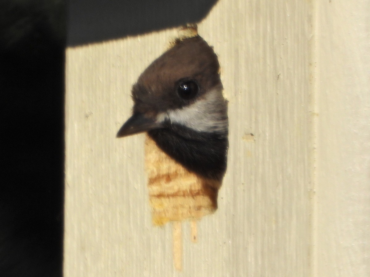 Boreal Chickadee - Roy Lambert