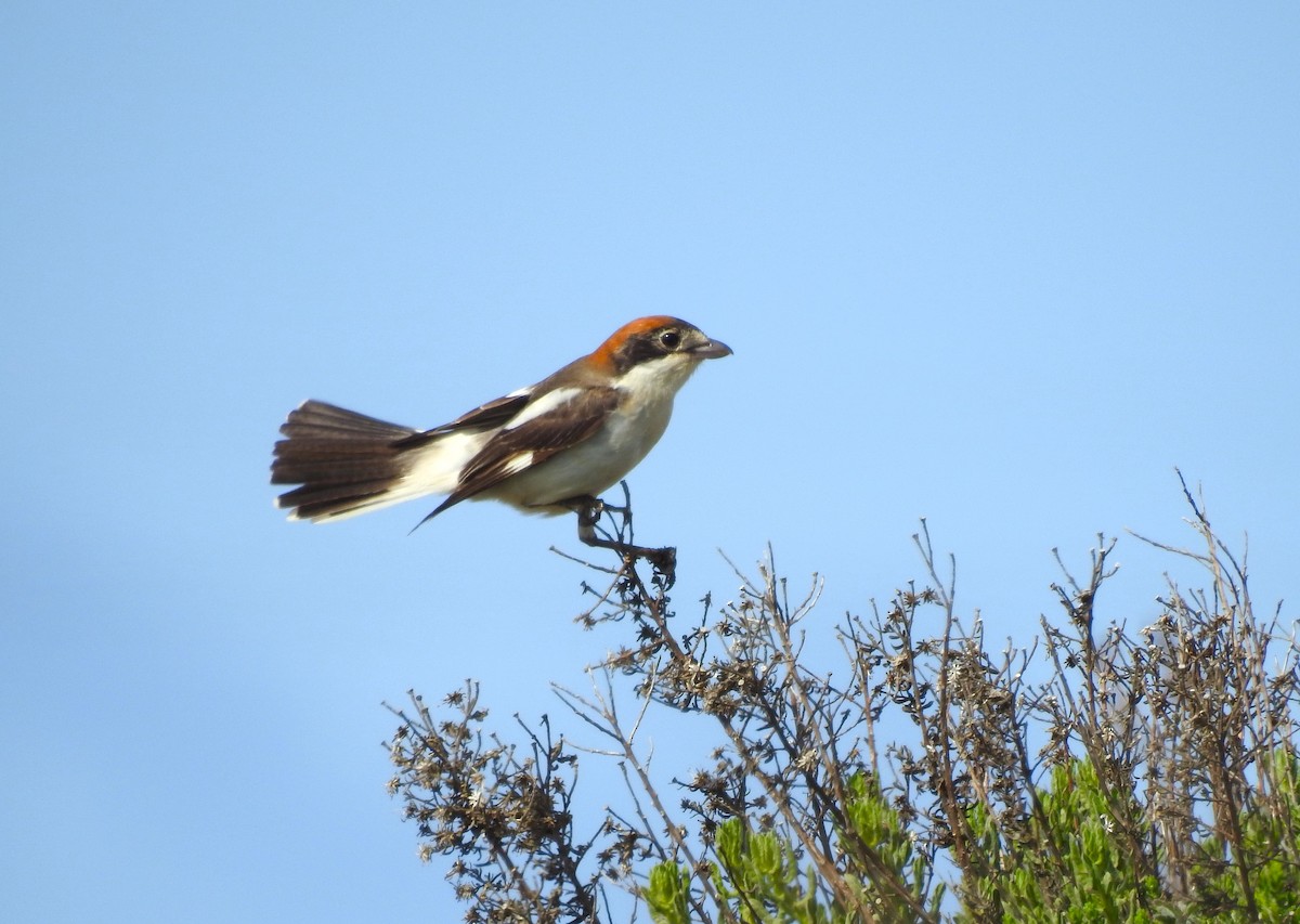 Woodchat Shrike - ML618164464