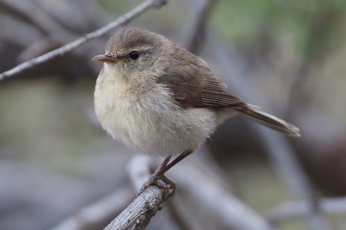 Canary Islands Chiffchaff - ML618164469