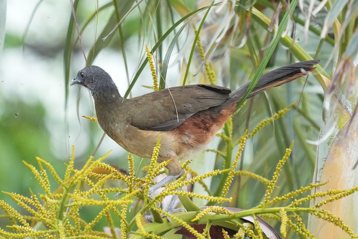 Rufous-vented Chachalaca (Rufous-tipped) - ML618164474