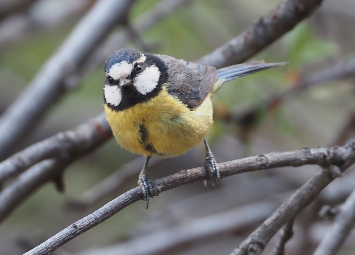 African Blue Tit - ML618164485