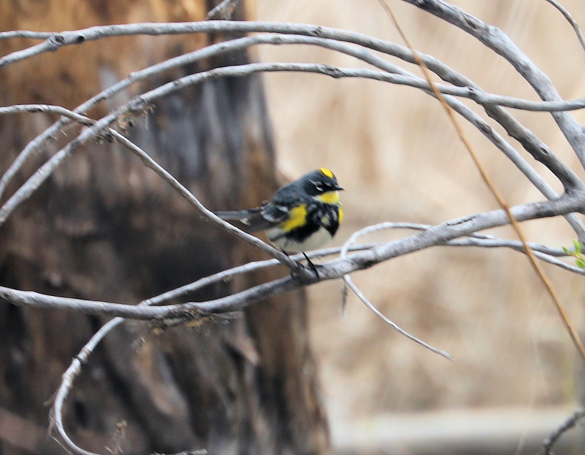 Пісняр-лісовик жовтогузий (підвид coronata x auduboni) - ML618164489