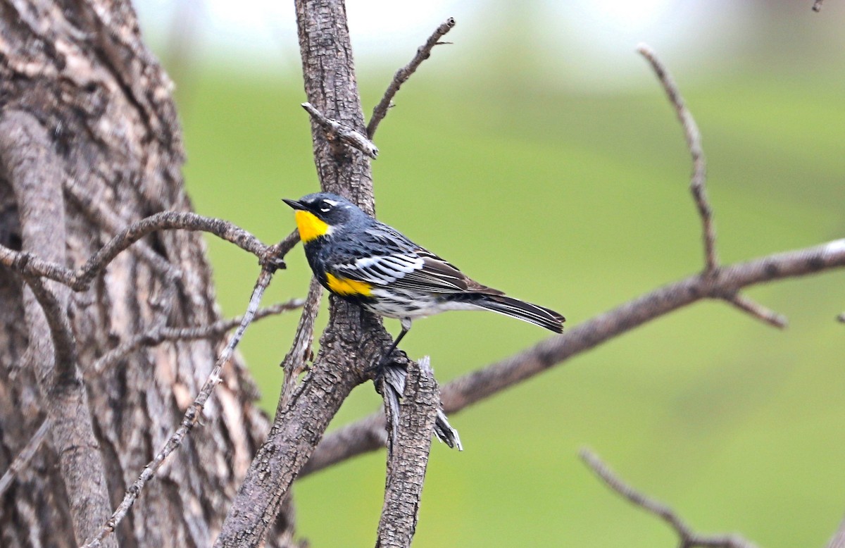 キヅタアメリカムシクイ（coronata ｘ auduboni） - ML618164491