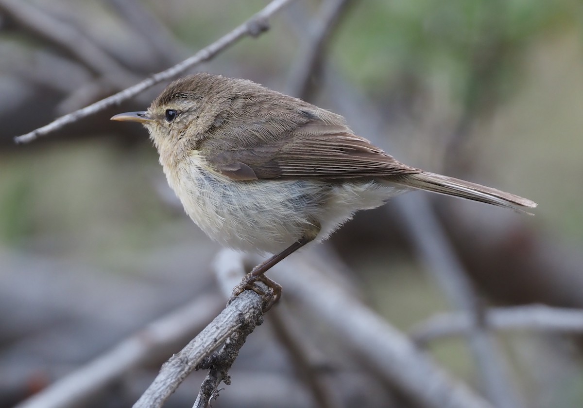 Canary Islands Chiffchaff - ML618164496