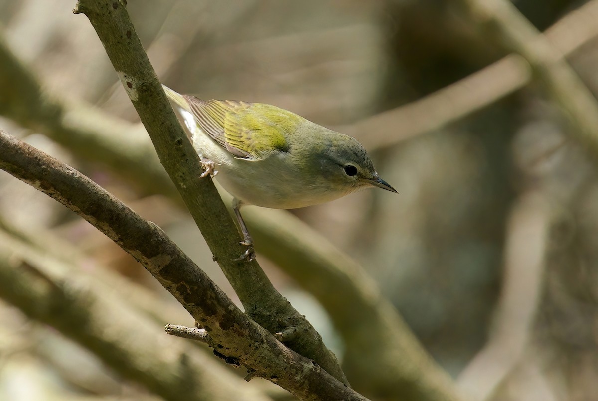 Tennessee Warbler - Jane Mygatt