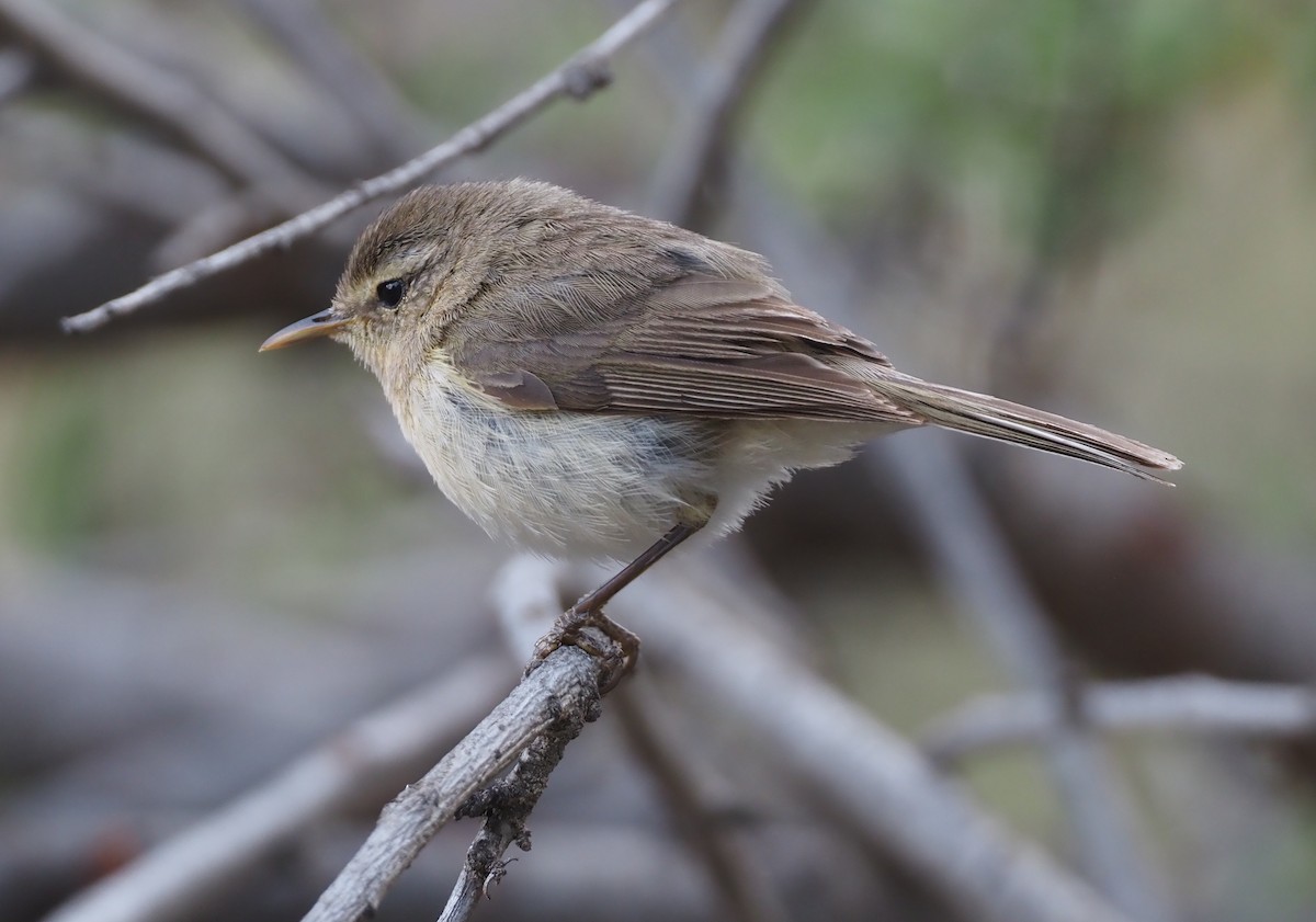 Canary Islands Chiffchaff - Stephan Lorenz