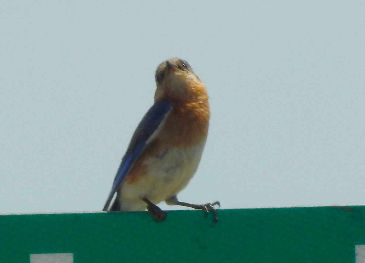 Eastern Bluebird - Pamela Goolsby